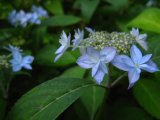 ヤマアジサイ　七段花