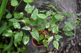 斑入り白花トキワイカリソウ