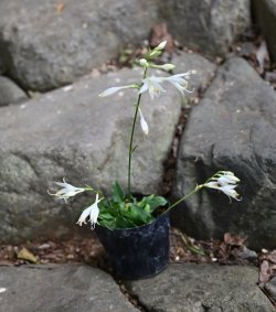 画像2: 純白姫イワギボウシ