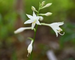 画像1: 純白姫イワギボウシ