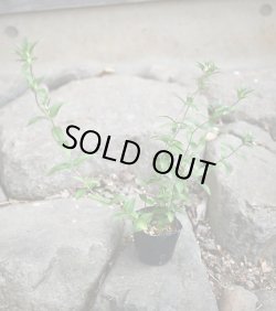 画像2: リンドウ　赤花