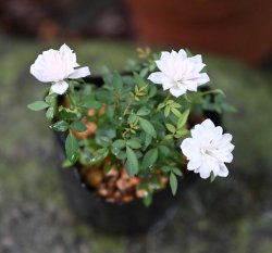 画像2: 極姫バラ姫乙女