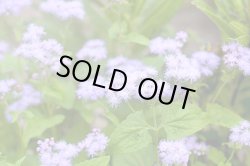 画像1: 青花フジバカマ