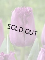 チューリップ　サンクレメント　４球　