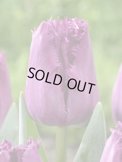 画像1: チューリップ　サンクレメント　４球　