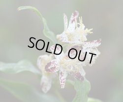 画像1: ホトトギス　朱鷺の舞