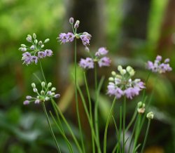 画像1: 済州島ヤマラッキョウ