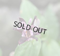 画像3: ホトトギス　大黒天