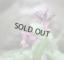 画像1: ホトトギス　大黒天