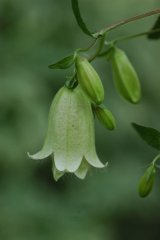 画像: 淡黄花二重ホタルブクロ