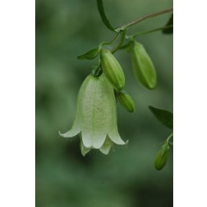 画像: 淡黄花二重ホタルブクロ