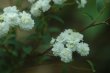 画像1: 八重咲きコデマリ 10.5Lp