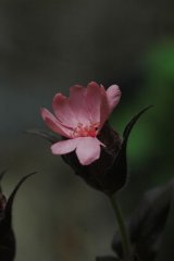 画像: 桃花マツモトセンノウ　
