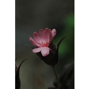 画像: 桃花マツモトセンノウ　