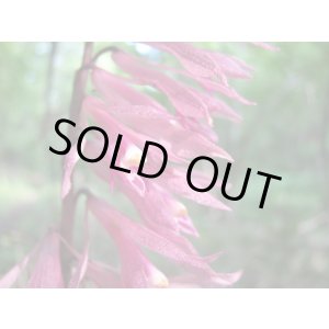 画像: 紅花サイハイラン