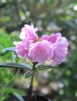 画像1: 八重咲きシャクナゲ　立山桜