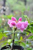 画像2: 八重咲きシャクナゲ　立山桜