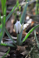 画像: チューリップ アルバ コエルレア オクラータ 3球　 植え込み