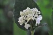 画像2: タマアジサイ　玉段花