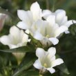 画像1: 白花リンドウ (白花ササリンドウ）