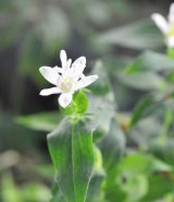 画像: 白花ホトトギス