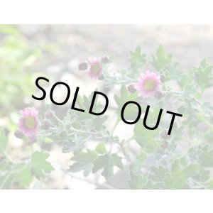 画像: サツマノギク 濃色