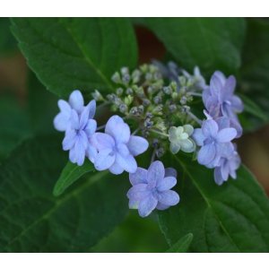 画像: ヤマアジサイ　坊ヶ鶴の華