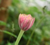 画像: 桃花マユハケオモト 
