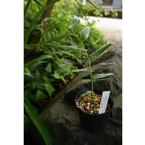 画像: 八重キイジョウロウホトトギス　紀伊牡丹