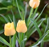 画像: 原種系チューリップ　ブライトジェム　6球   