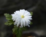 画像: 八重咲きキクザキイチゲ　’雪の精’
