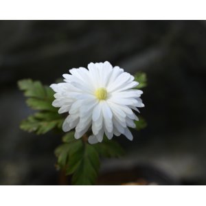 画像: 八重咲きキクザキイチゲ　’雪の精’