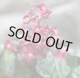 画像: 大文字草　黒翔