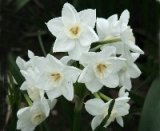 画像: スイセン　ガリル　３球 植え込み