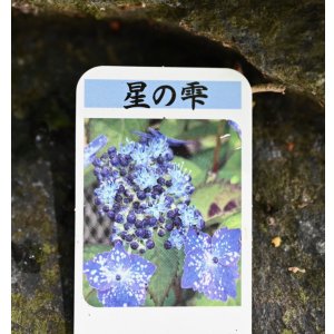 画像: ヤマアジサイ　星の雫
