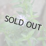 画像: ノコンギク　乙姫