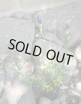 画像: リンドウ