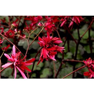 画像: 大文字草　紅珊瑚