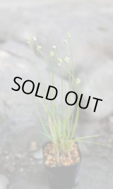 画像: ヤマラッキョウ