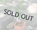 画像: ジャコウソウ