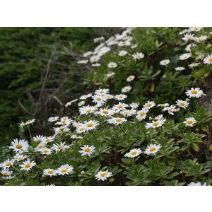 画像: ハマギク