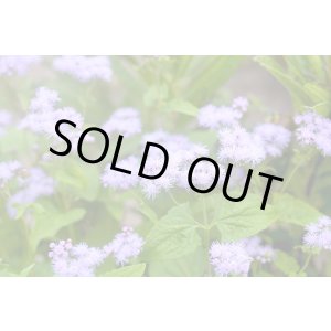 画像: 青花フジバカマ