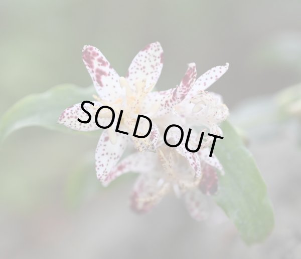 画像2: ホトトギス　朱鷺の舞