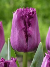 画像: チューリップ　サンクレメント　４球　