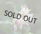 画像: ホトトギス　朱鷺の舞