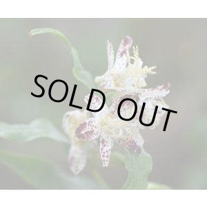 画像: ホトトギス　朱鷺の舞