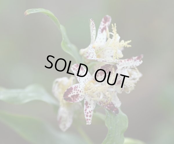 画像1: ホトトギス　朱鷺の舞