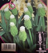 画像: ムスカリ　レディマドンナ　６球