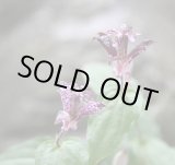 画像: ホトトギス　大黒天