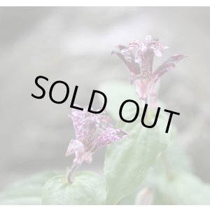 画像: ホトトギス　大黒天